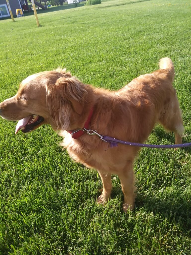 Golden retriever on a leash outdoors for scheduled visit