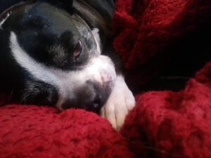 In-Our-Home Extended – Boston Terrier puppy