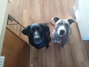 Testimonial – Brenda (Sage the pit bull & Baily the Lab)