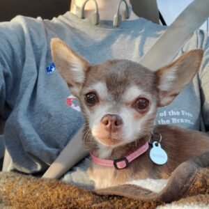 Testimonial – Stephen & Alisha (Daisy the Chihuahua)