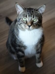 Puma – Pet Perfect Promise hero cat