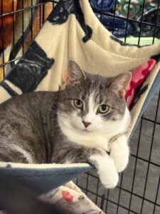 Testimonial – Alli (Daisy the cat)