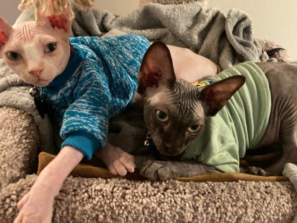 Two Sphynx cats in sweaters relaxing indoors for in-your-home care