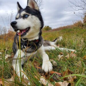 Testimonials background – Siberian Husky in grass
