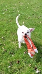 Pricing & Policies background – white dog with toy